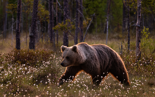 Live Between Brown Bears in Bulgaria, 08 days